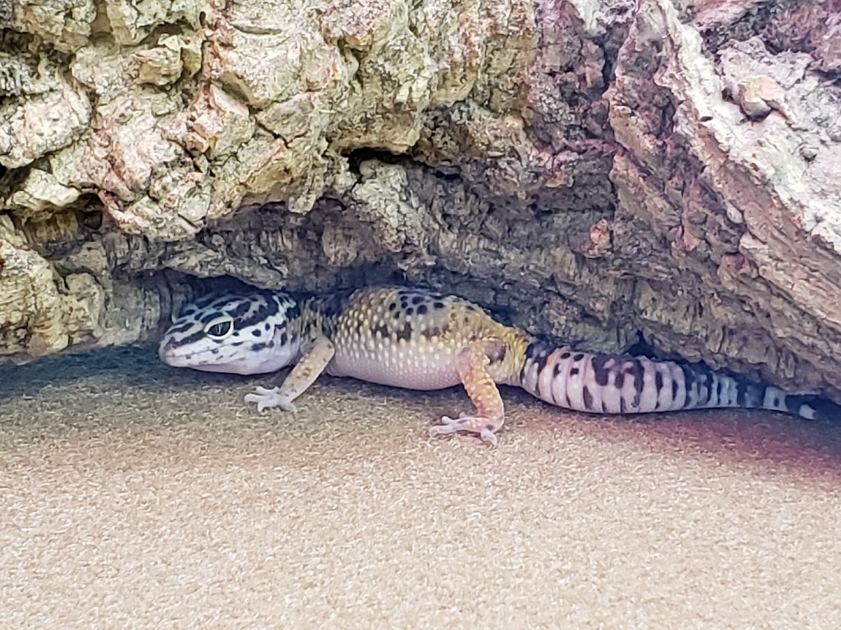 Gus the Leopard Gecko under his rock