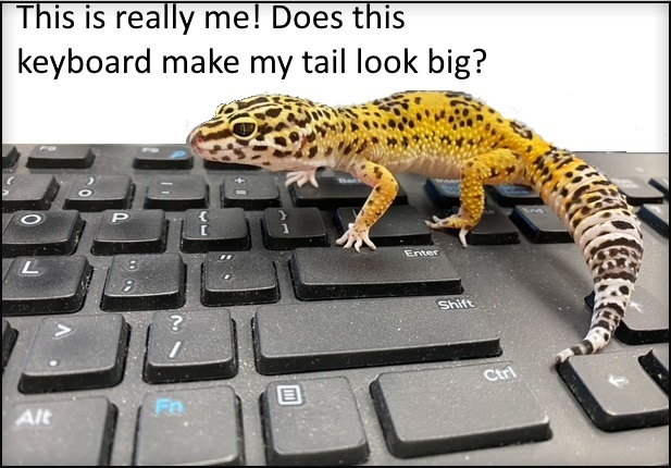 Gus the Leopard Gecko walking on a keyboard